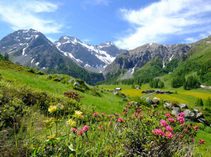 011_Schoene Aussichten Touristik-alpenrose_sertigtal2018